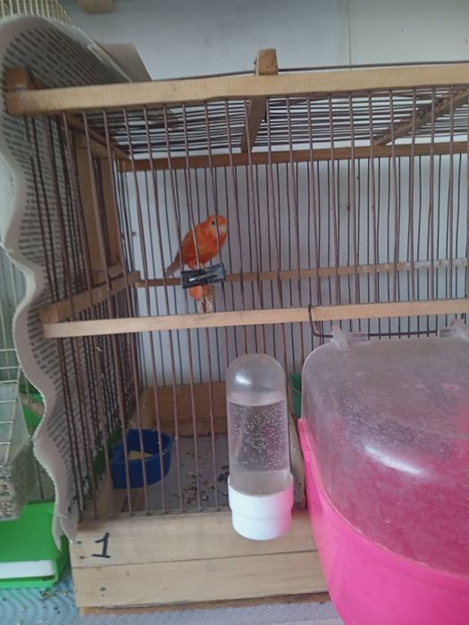 Птички канарейки