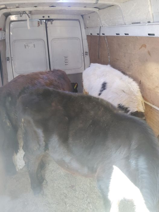 Vând 2 vitele  și un bou