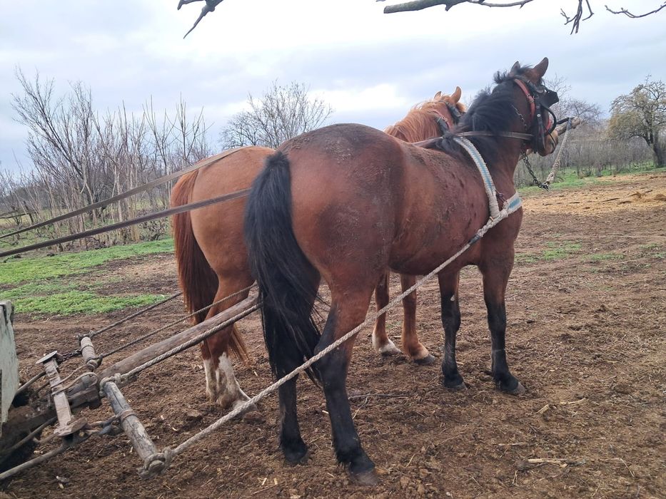 Vând iapa tânără