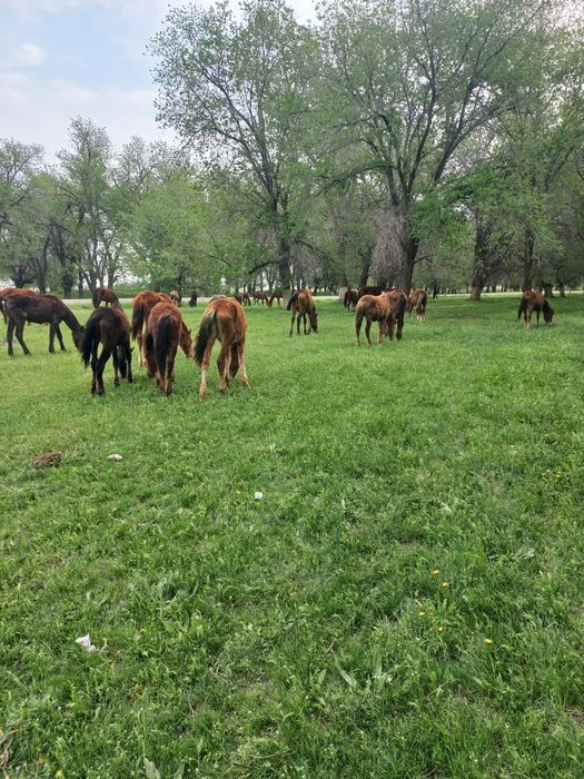 7 бас ұрғашы ірі тайлар сатылады