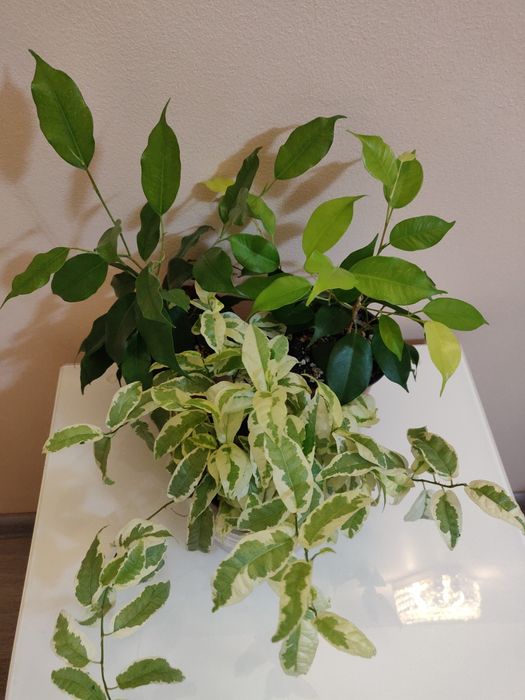 Комнатные растения