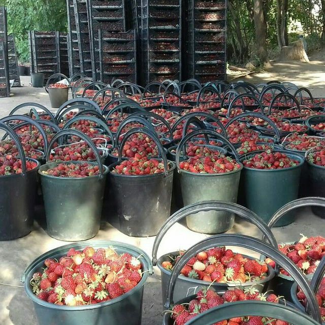 Рассада клубника Прадаётсия.привизной.сорт.Карейски.Галански.гибрид.