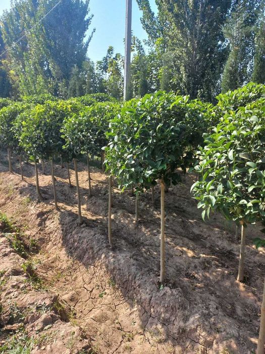 Бручина кучатлари сотилади