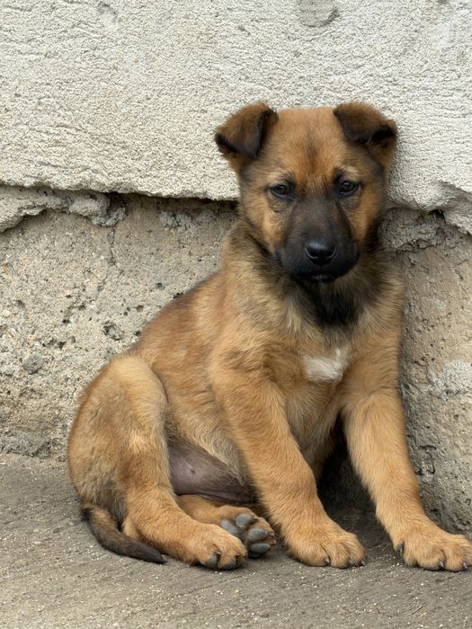 Белгийски овчарки