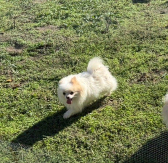 Померанче 4 месеца