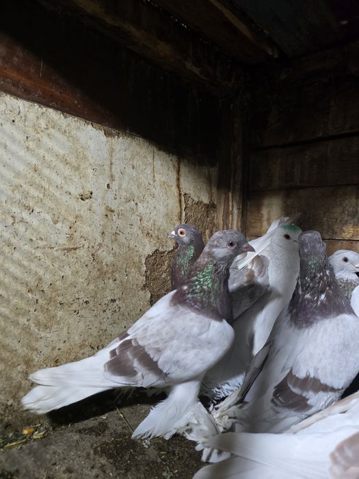 Продам или обменяю