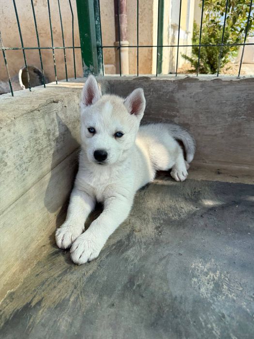 Pui husky siberian femela si mascul 2 luni