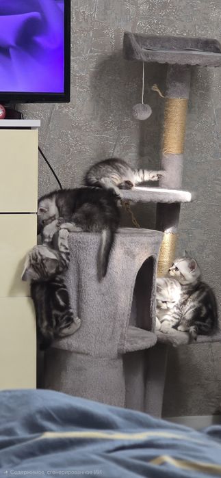 Котята скоттиш-страйт
