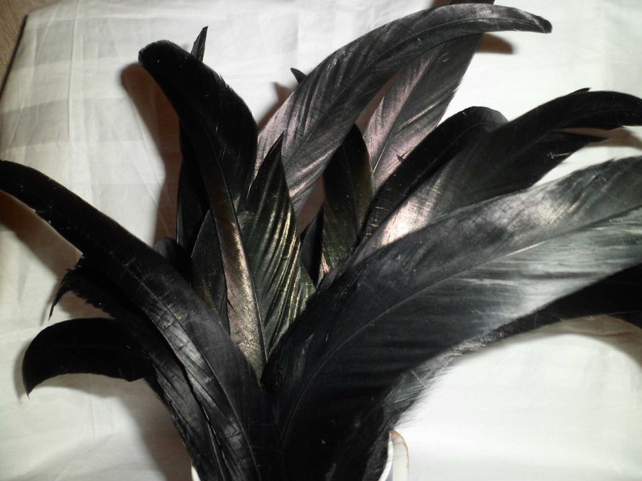 Перья Петуха черного