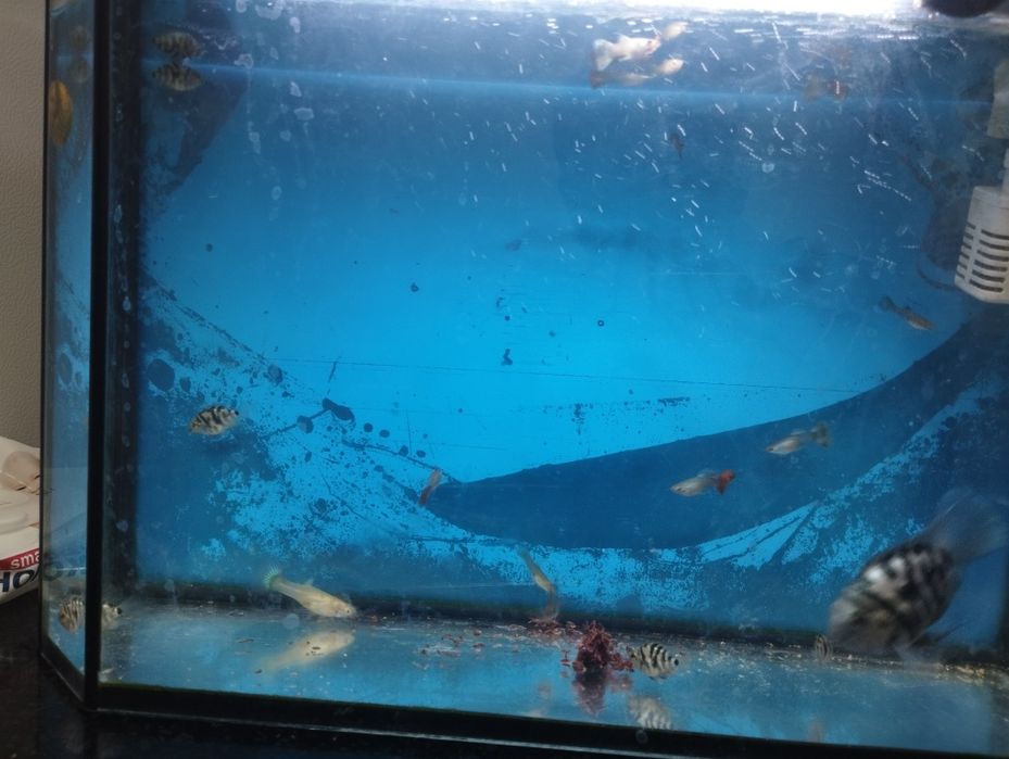 Аквариум  сатылад