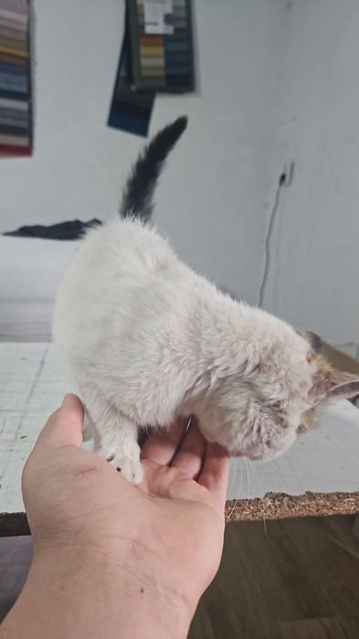 Срочна! Кошки продаю үй мысығы бағасы 10000