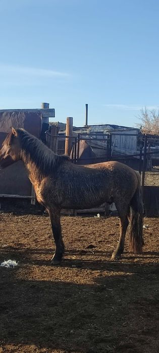 Айгыр сатылады продается жеребец