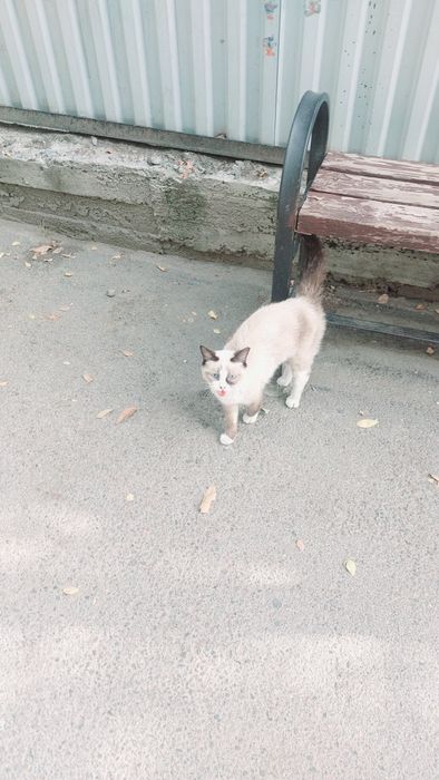 Котенок бесплатно