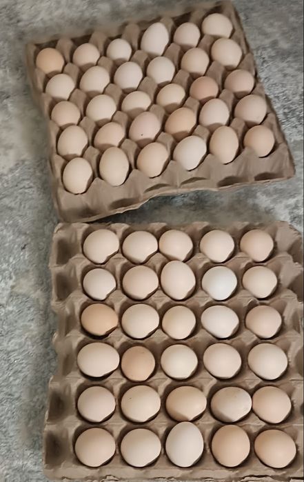 Бройлер РОС 308 жұмыртқасы