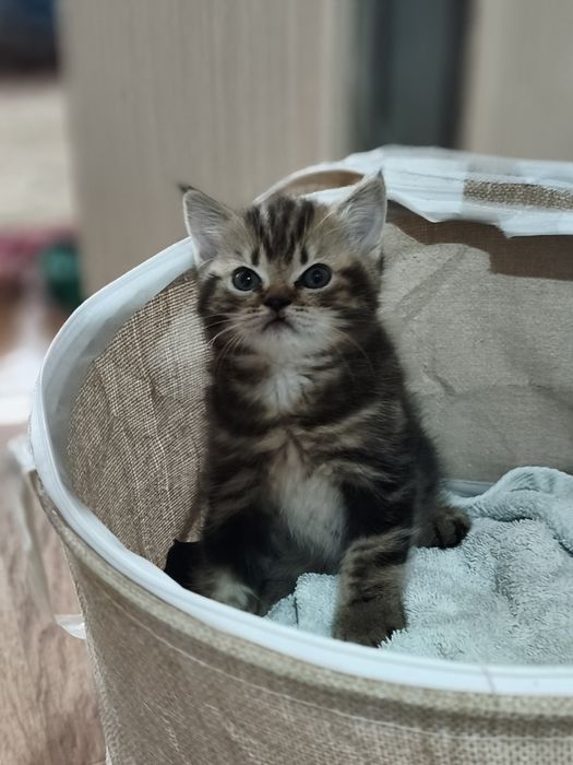 Шотладские котята мальчики