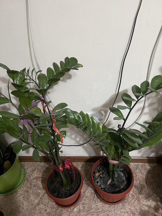 Долларовое дерево