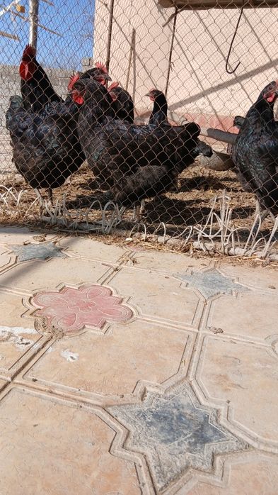 Qora shahzoda tuxumlari sotiladi 20000 soʻm