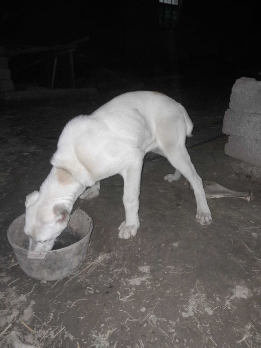 Алаба кучук сотилади