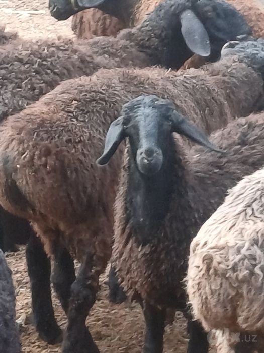 Продаю 2 кузи кучкорлар.