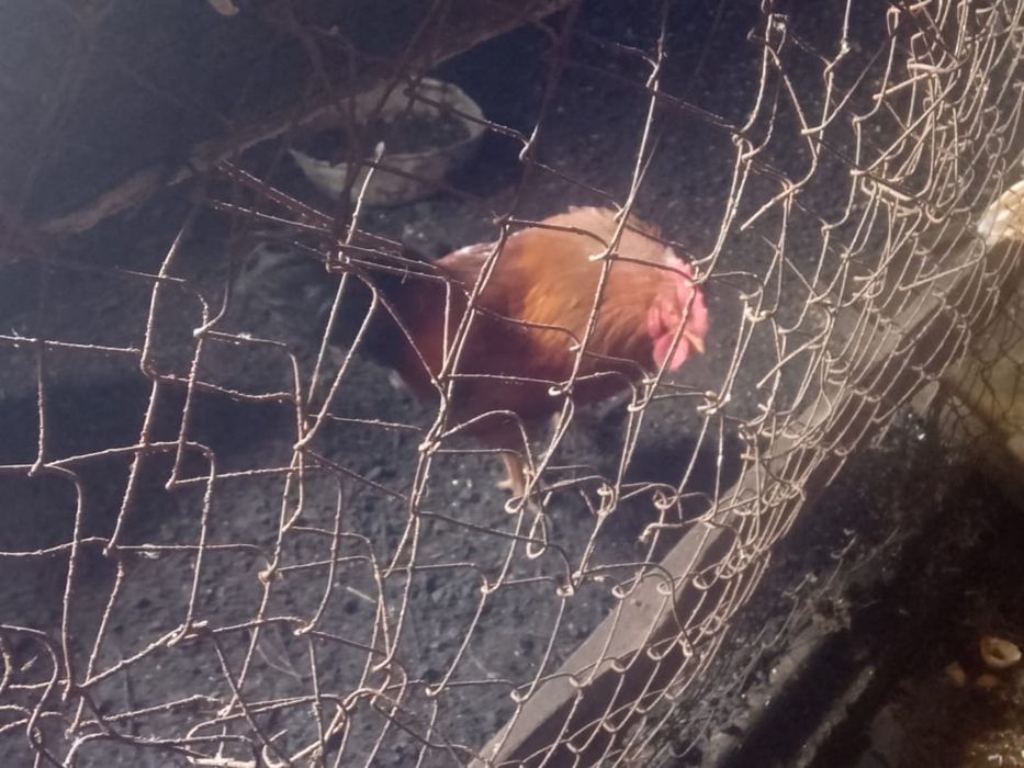 Петухи Әтеш (қораз)