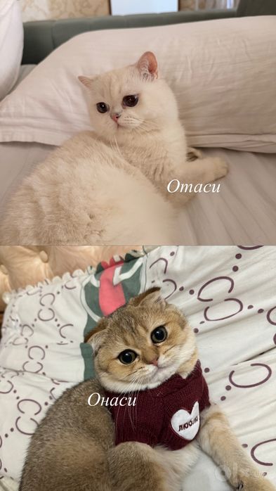Oq shinshilla mushukchalar