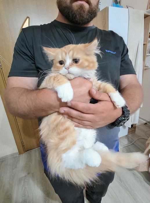 Персийски  котета