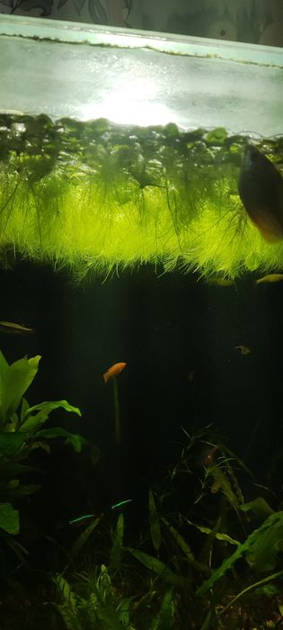 Пистия растение  для аквариума