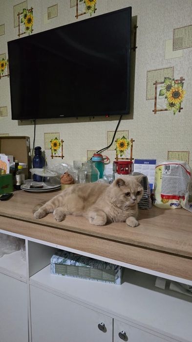 Отдам  КОТА,  в хорошие руки.