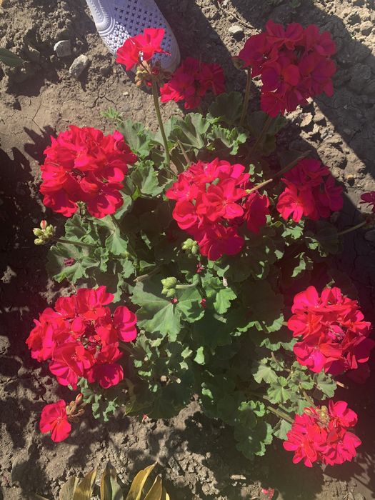 Цветы из сада разных оттенков