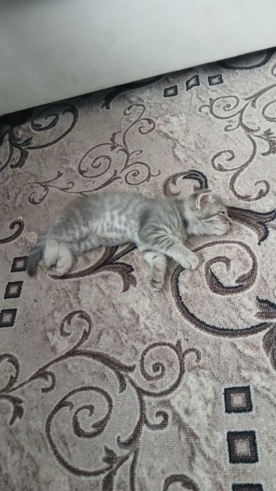 Котёнок шотланский веслоухий