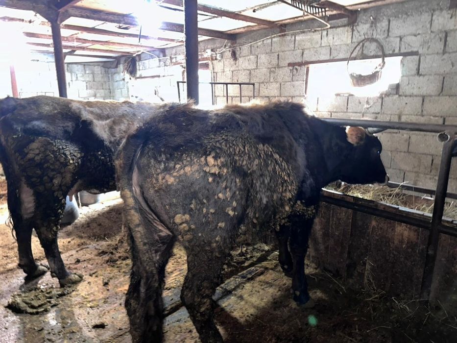 Продам тёлочек 2года