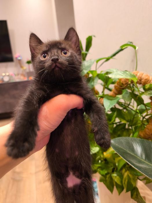 Отдам котика в добрые руки