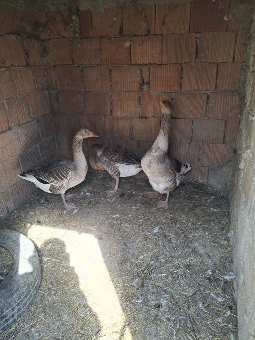 Vând gastte de casă