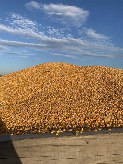 Porumb boabe 2025 uscat