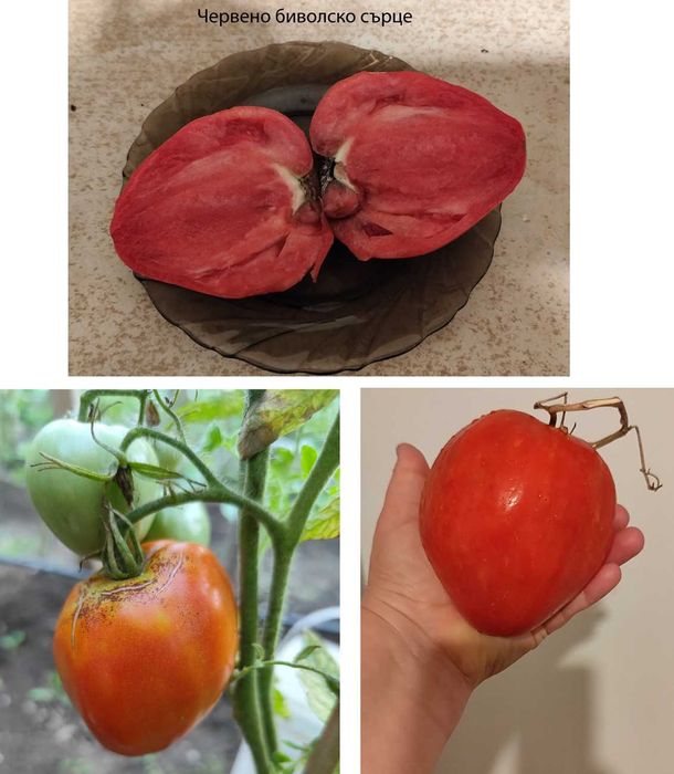 Семена от домашно отглеждани домати