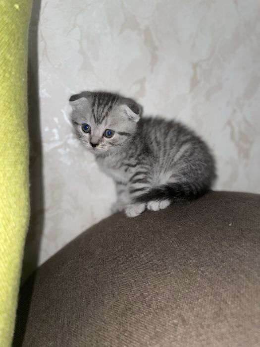 Веслаухие шатландцы