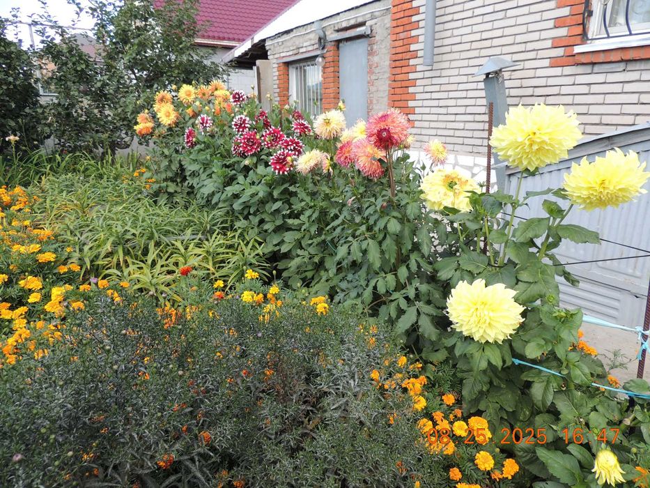 Георгины сортовые