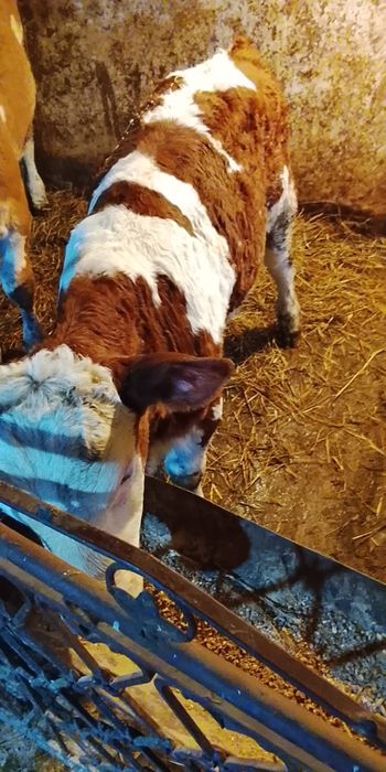 Vind o vacă cu vital