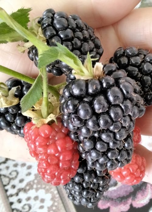 Ежевика бесшипная Triple crown (Тройная Корона) ТРЕХЛЕТКИ!!!