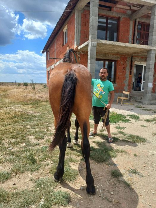 Vând mânză de un an și cinci luni
