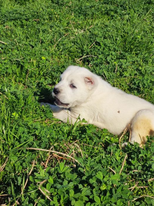 Сотилади Алабай тоза зотли