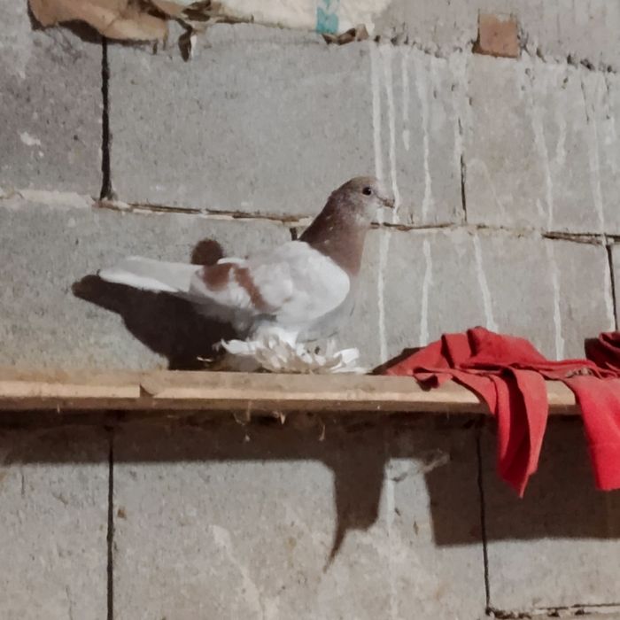 Продам голубя тасман