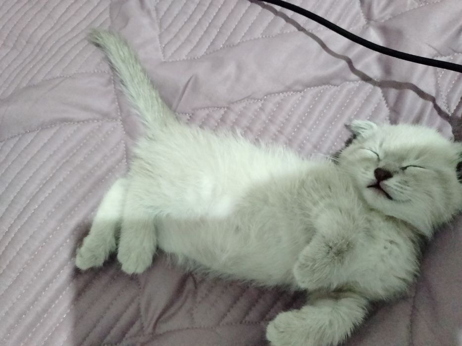 Шотландская Скоттиш фолд вислоухый