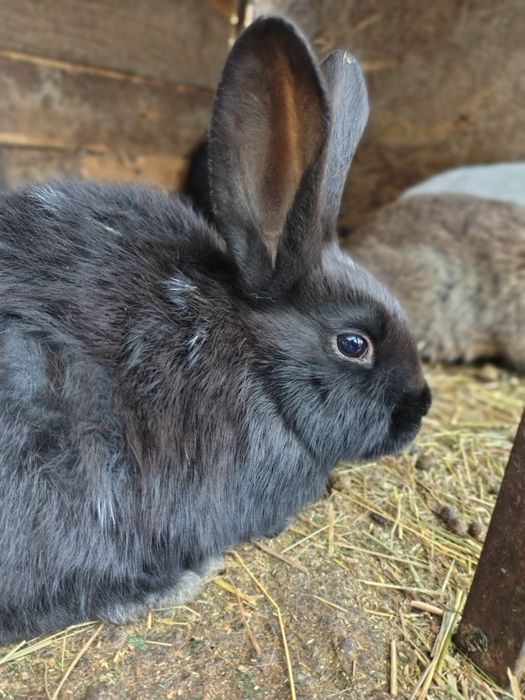 Vând iepurasi uriaș germani