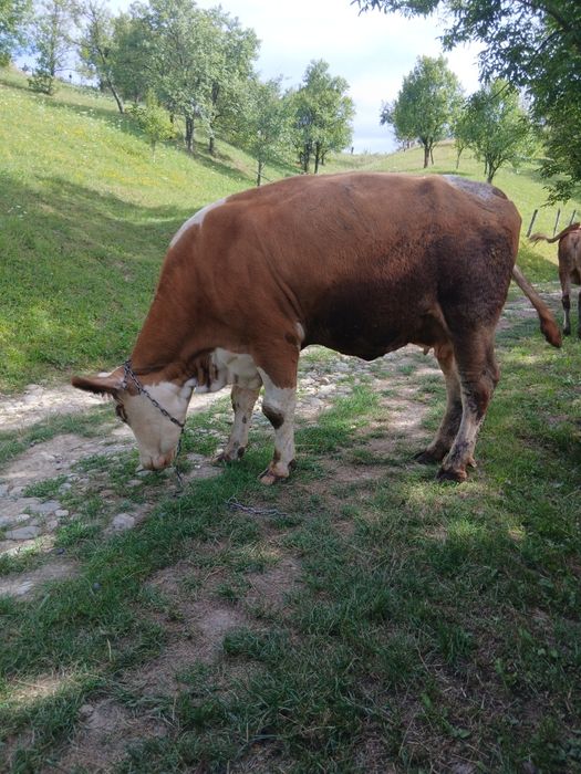 Vând vacă la a doua fatare
