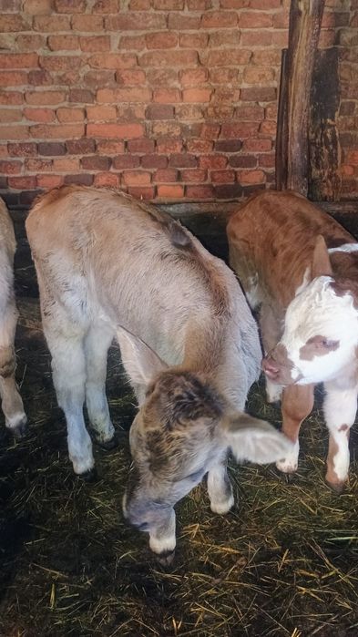 Vând 6 viței de monta