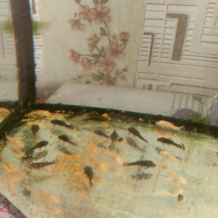 Продам аквариумных рыбок