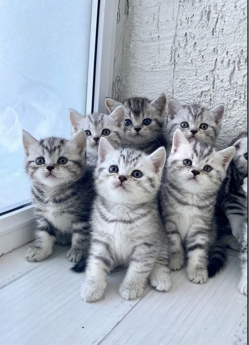 Шотландские котята