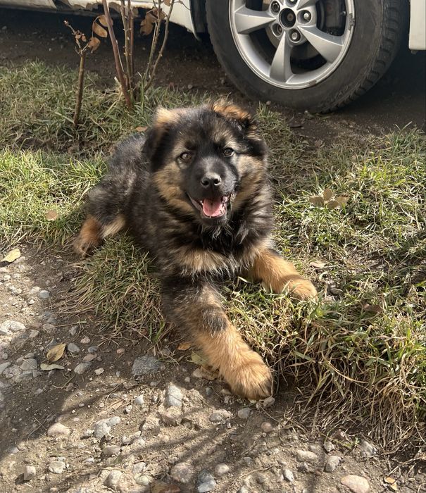 Щенок Немецкой Овчарки