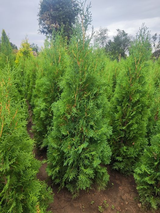Западна туя Фастигиата - Уникална-Промоция